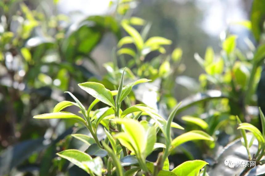 复盘春茶季：下半年，茶企的市场机会在哪里？